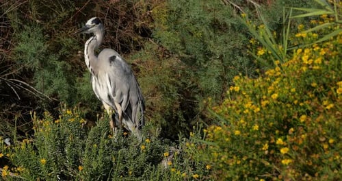 Graureiher, Ardea cinerea, die Camargue in Frankreich