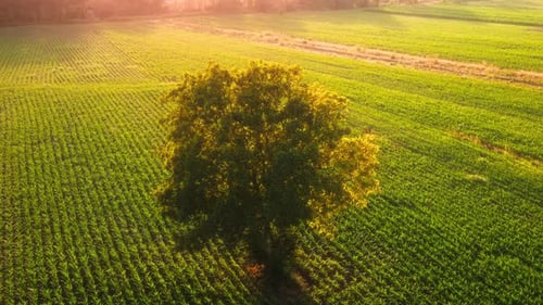 Solitary Tree in a Lush Green Field 4K