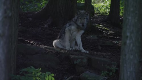 Canadian Wildlife - Wolf sitting in the shadows of the forest