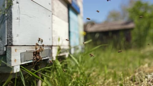 Honey Bees Flying Around Beehive on Sunny Day