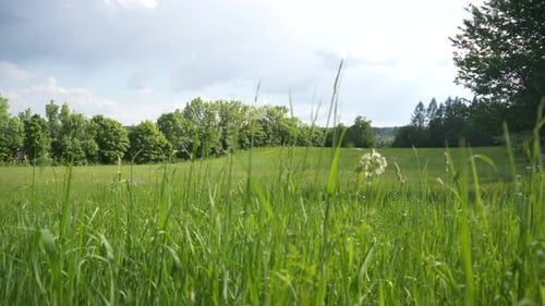 Big meadow in the wind in slowmotion and some trees in the background