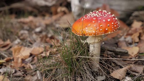 Bright Red Mushroom in Autumn Forest Setting