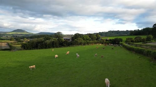 Aerial shot of a herd of cows on the meadow in Wales, United Kingdom