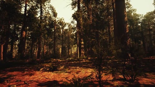 Loop Giant Sequoia Trees at Summertime in Sequoia National Park California