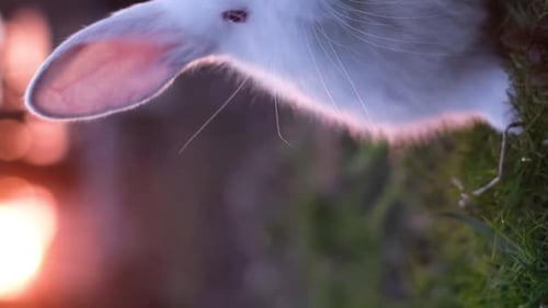 Coelho branco da Páscoa sentado na grama verde na primavera Um coelhinho está brincando de pé no