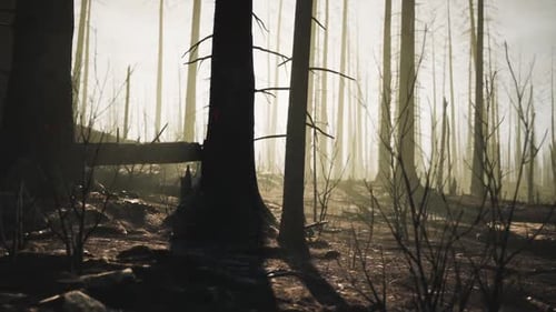 Burned Forest Landscape Showing Aftermath of Wildfire in a Desolate Area