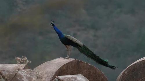 Paon indien avec bleu-vert