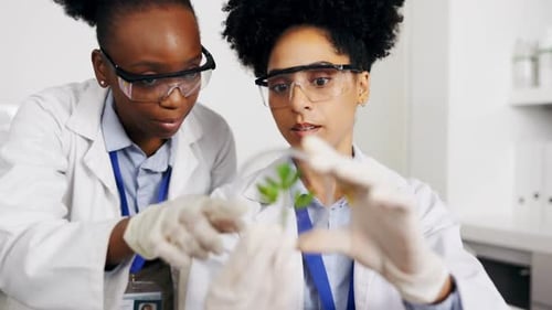 Scientist, teamwork and women with petri dish for plant research, experiment or test