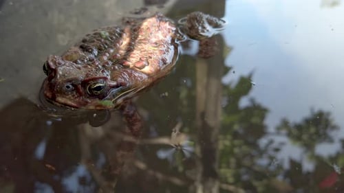 Brauner Frosch, der draußen im stillen Wasser schwimmt und Himmel und Bäume reflektiert