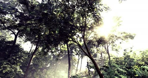 Sunlight Filters Through Dense Trees in a Lush Tropical Forest Setting