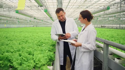 Scientists Examining Lettuce in a Modern Greenhouse