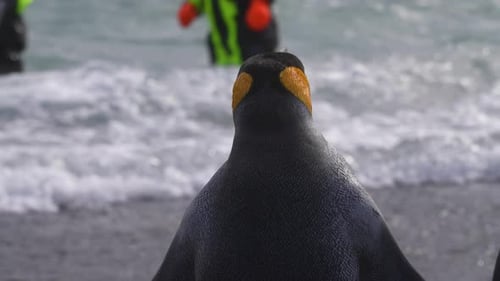 King Penguin in Front of People on Shore of South Georgia Island