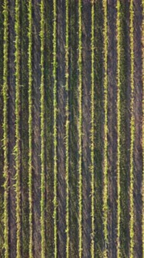 Aerial View of Vineyards Field Plantation on Sunset Cinematic Drone Aerial View on Green Highland