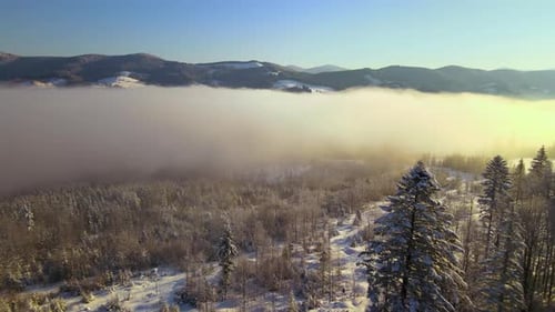 Amazing Winter Landscape with Pine Trees of Snow Covered Forest in Cold Foggy Mountains at Sunrise