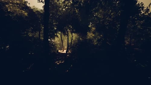 Mysterious Forest Path with Sunlight Rays Animation