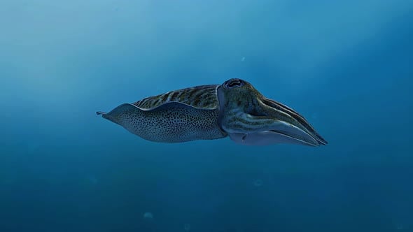 Common Cuttlefish 3D Animation, Backgrounds Motion Graphics ft ...