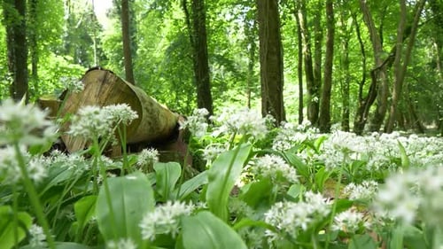Lush Forest Floor with Wildflowers and Tree Trunk