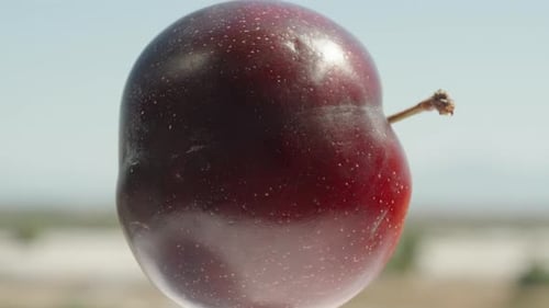 A red plum rotates in the sun against a blue sky background. Close-up