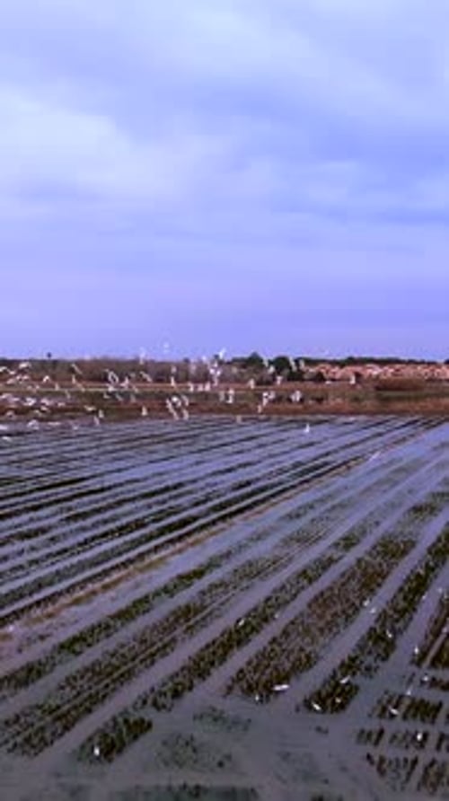Un groupe de mouettes prend son envol dans les rizières