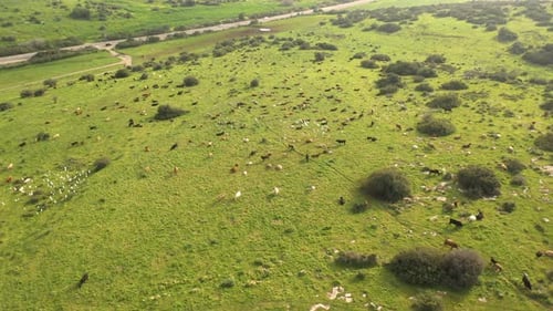 Cow herd on green hill- aerial view