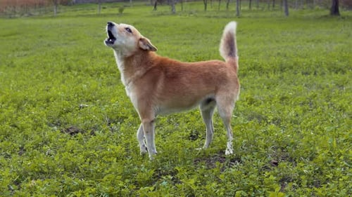 Nervous and funny brown dog barking