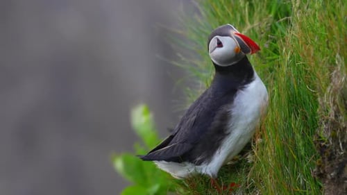 Young Puffin bird with colorful beak resting on grassy mountain rock wall in nature - close up