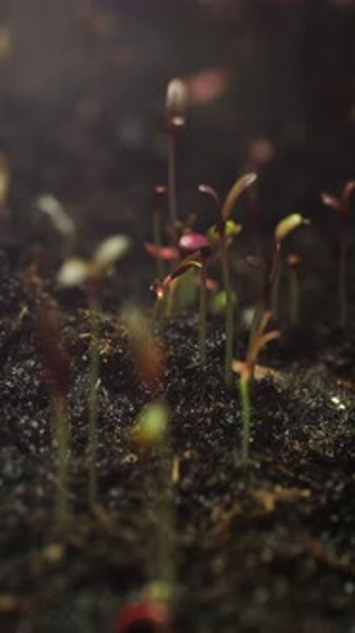 Seedlings Sprout from Soil in Time-Lapse Macro Shot