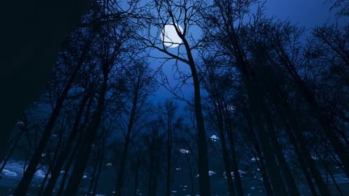 Night scene in a dark forest with dry trees and the moon