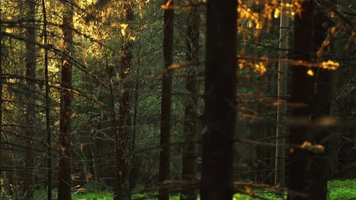 Soirée maussade dans la forêt. Nuits blanches d'été. Nuit calme et chaude dans les forêts de Norvège