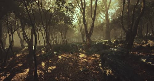 Serene Forest Landscape Bathed in Golden Sunlight During Early Morning