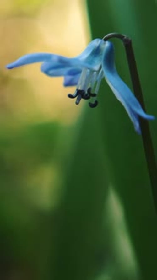 Vertical Video Spring Nature Background Macro Shot of Blue Flowers Blossom