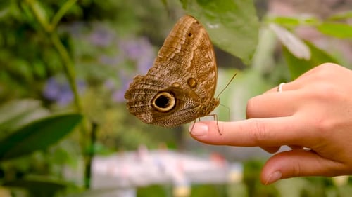 Foco seletivo de borboleta tropical na mão
