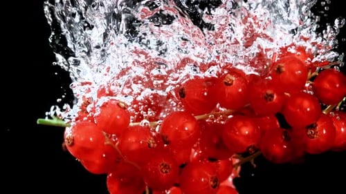 Red Currant Falls Underwater with Bubbles