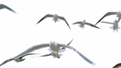 Majestic Seagulls Flying in the Sky