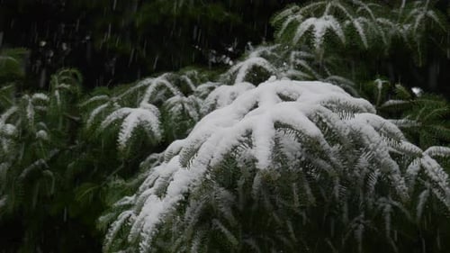 Agujas de
pino cubiertas de nieve. Rama de abeto con nieve cayendo de cerca