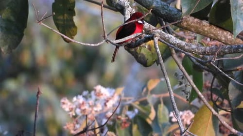 Crimson-backed tanager dives swiftly from perch on forest twig