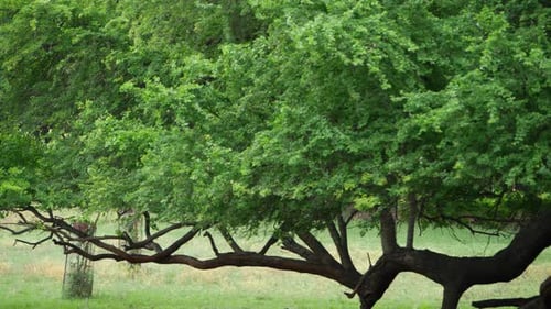 Es gibt einen Baum mit einem langen Stamm