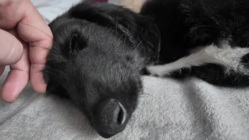 Sleeping Afghan Hound puppy dog being gently hand petted CLOSE-UP