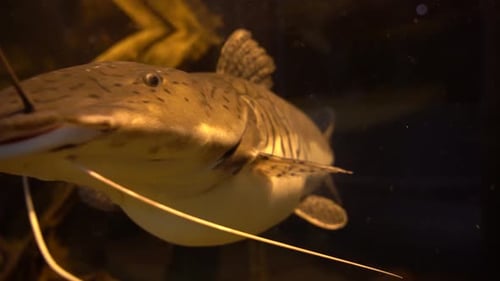 Bullhead catfish swimming in brown low oxygen eater - Closeup