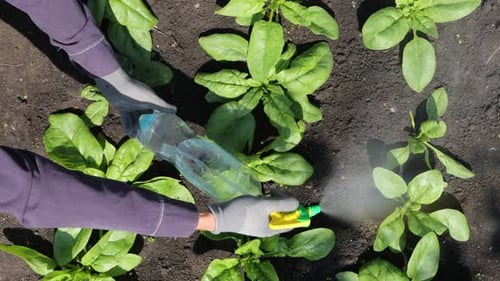 Watering Spinach Plants in an Organic Garden