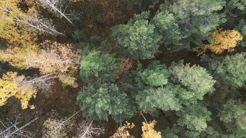 Aerial Top Down View in Forest in the Autumn
