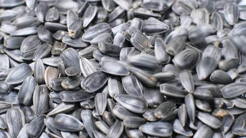 Sunflower Seeds Close Up Background