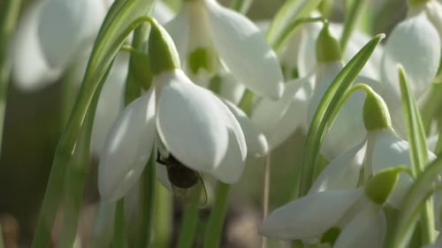 Abelha poliniza floco de neve durante o início da primavera na floresta Flor de flocos de neve brancos na primavera