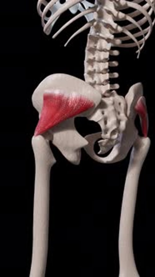 3D Human Hip Muscle Contraction Anatomy Animation
