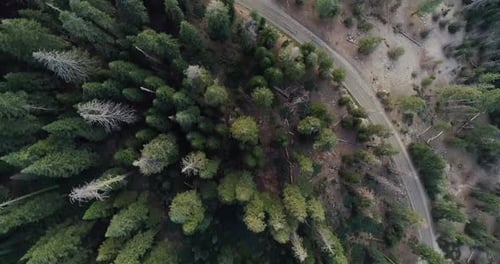 Aerial Flyover with Bird's-Eye View of Treetops Next to Road in Sequoia at Sunset