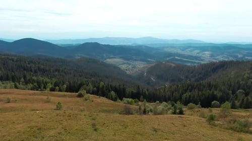 Drone Flying Over Mountain Meadow to Coniferous Forest in the Morning Wide Shot Picturesque