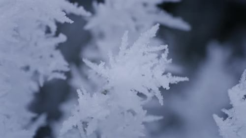 Snowflake Ice Crystals on Frozen Branch Macro