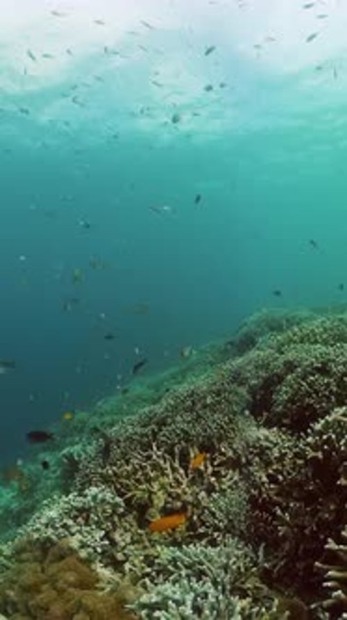 Coral Reef Ecosystem with Schools of Fish Underwater