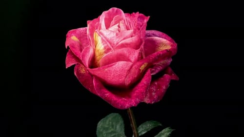 Red Rose Blooming in Time Lapse on a Black Background and Wilting with Alpha Matte Channel