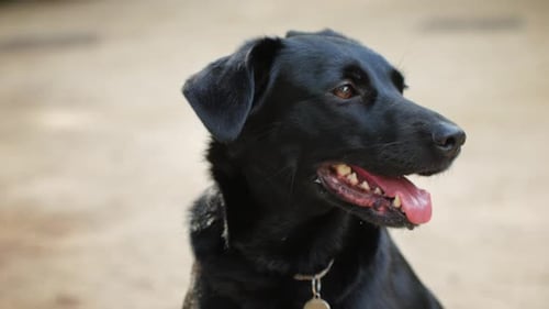 Close-Up of a Black Labrador Panting